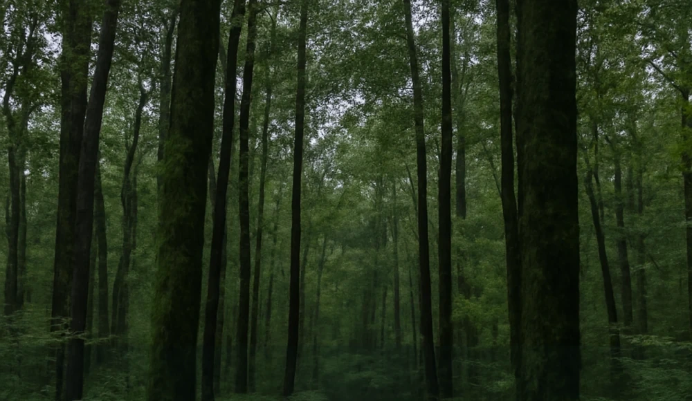 How to Sell Land Fast in Alabama land sale review