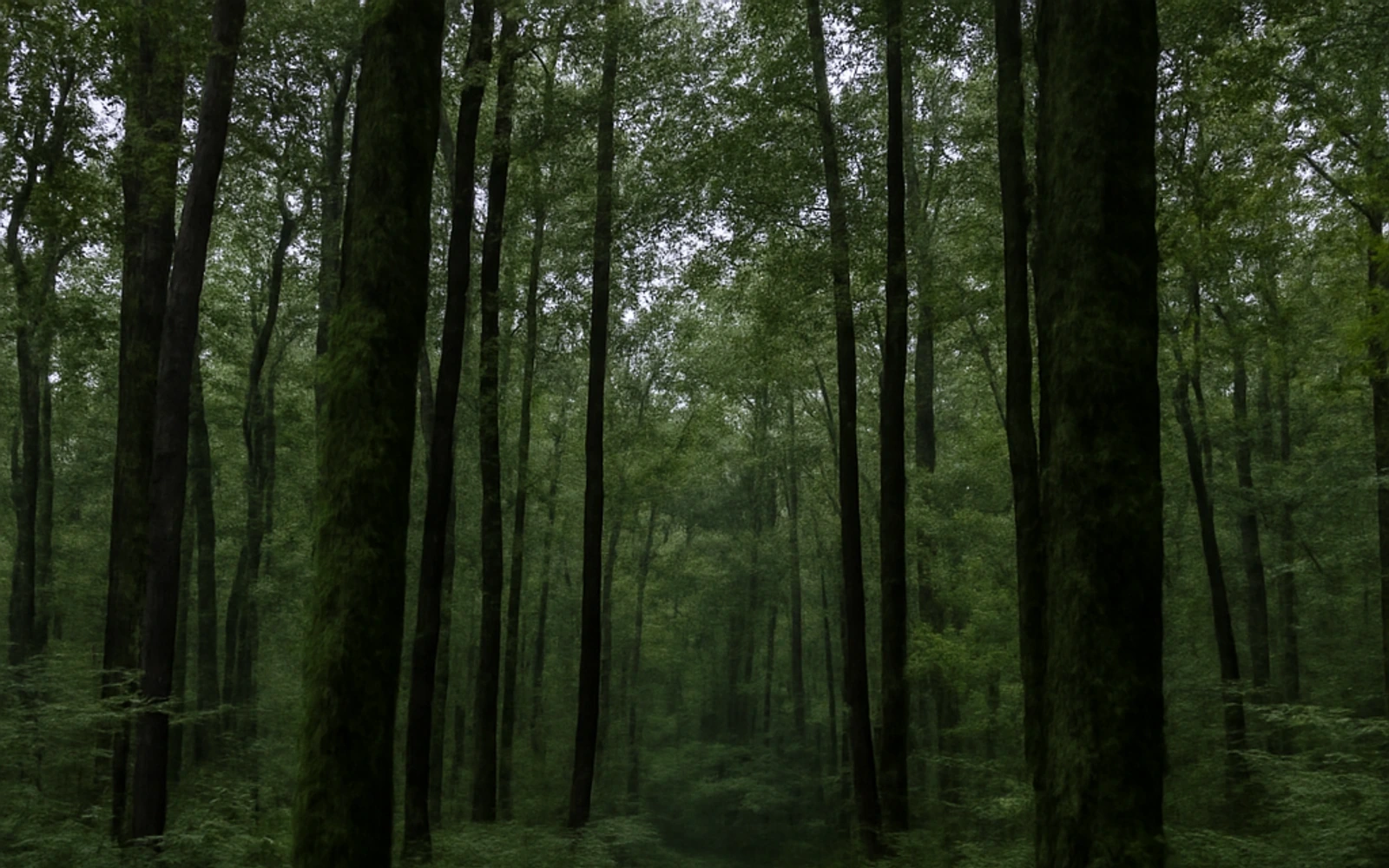 Wooded land in Tuscaloosa